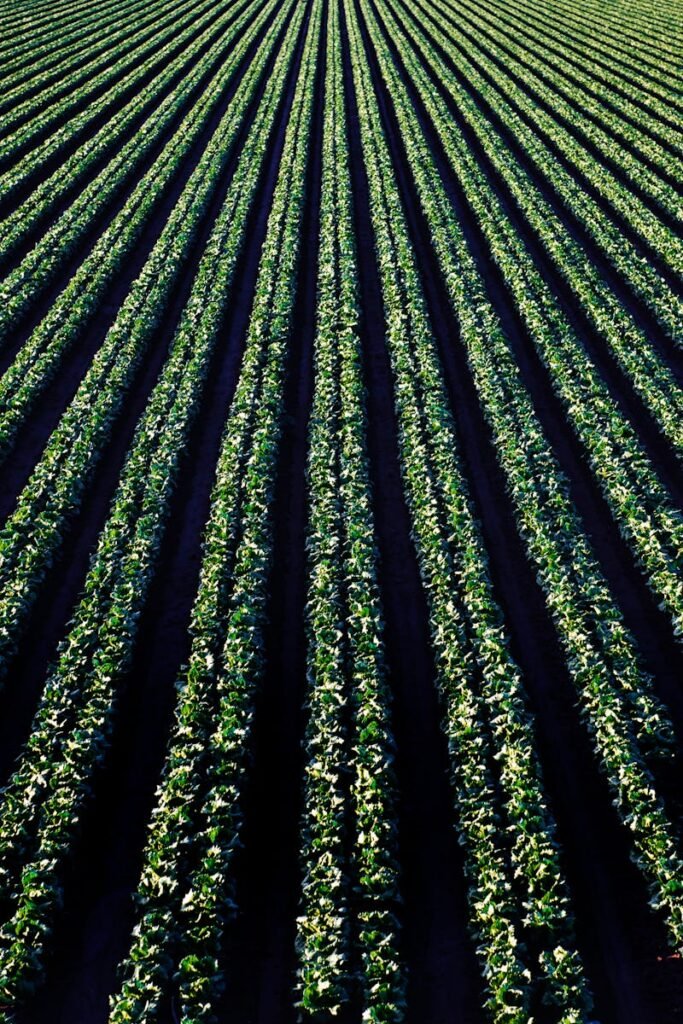 pexels-photo-974316-974316 Aerial perspective of lush croplands in Santa Maria, California.